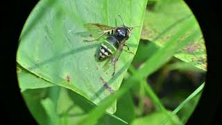 Parasitic Yellow Jackets Dolichovespula arctica and Gratiola neglecta Clammy Hedgehyssop [upl. by Schoenberg719]