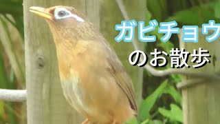 【動物】ガビチョウのお散歩と鳴き声スマホ用縦撮り [upl. by Mukul422]