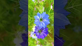 Nigella Damascena flowers shortsnaturetrending [upl. by Phineas]