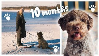 10 month old Lagotto Puppy not listening so much anymore Februray 2023 [upl. by Charity]