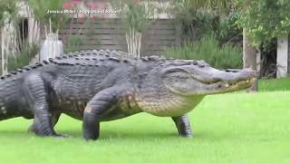 12footlong alligator wanders onto golf course [upl. by Helban121]