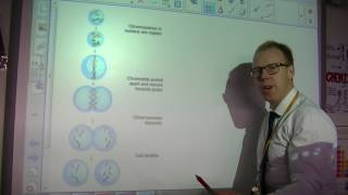 Mitosis and Meiosis comparison AQA GCSE B2 [upl. by Ahsatsana588]