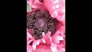 Oriental Pink Poppies Close ups Papaver orientale Pattys Plum [upl. by Kaliope]