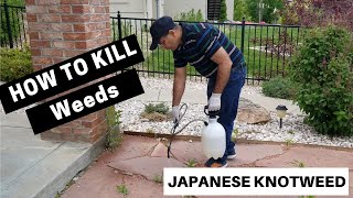 How To Kill WeedsJapanese Knotweed In Lawn  For BegineersDo It Yourself Lawn Maintenance In USA [upl. by Bremen]