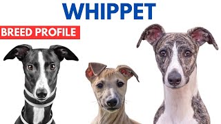 Whippet Breed Profile History  Price  Traits  Whippet Grooming Needs  Lifespan [upl. by Nivek452]