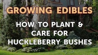 How to Plant amp Care for Huckleberry Bushes [upl. by Mehs79]