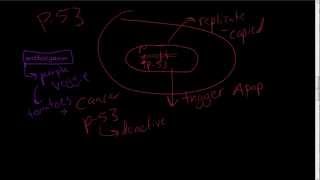 13  Apoptosis in detail  Mitochondrial Intrinsic amp Extrinsic Pathways of Apoptosis [upl. by Nosidam]