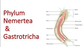 Phylum Nemertea and Gastrotricha  Bsc 1st year [upl. by Latnahc308]