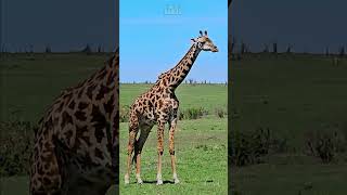 Giraffe Chewing Cud  Wildlife ShortsAfrica [upl. by Stormy]