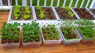 How to start a Container Garden from Seed Easy STEP by STEP grow vegetables plant organic [upl. by Chien]