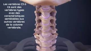 Mieux comprendre les vertèbres cervicales  Chirohealth Chiropracteur à Toulouse [upl. by Alcus735]