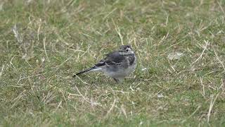 Young Pied Wagtail at the Round Pond [upl. by Audre]