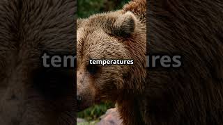 The Biology of Hibernation How Animals Survive Winter [upl. by Catriona]