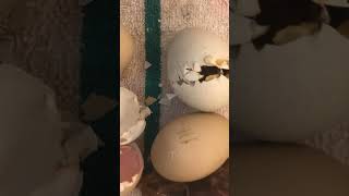 Eggs hatching time lapse [upl. by Ahsatam673]