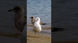 🤍 Ring billed gull bird 🤍 [upl. by Demetri]