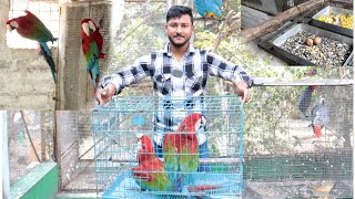 Surprisingly Red amp green macaw breeding pair came to our big parrot Aviary [upl. by Rez]