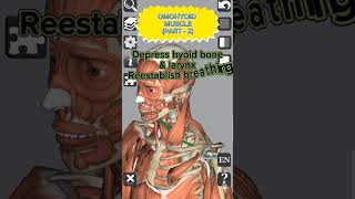 Anatomy  Omohyoid muscle Part  2 medical 3d anatomy head neck muscles shorts [upl. by Eessej970]