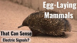 Platypus and Echidnas the EggLaying Mammals [upl. by Cirdek]