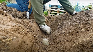 British Queens  Planting Second Early Potatoes  The Tiny Garden [upl. by Siahc]