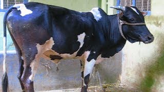 Malnad Gidda Bull waiting for heifer [upl. by Nodnyl]