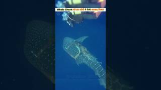 इन्होंने whale Shark को बचायाLoyal team rescue of whale shark shorts [upl. by Deron]