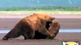 Rare footage of wild Bear Fight from quotGrizzly Manquot documentary Best Fight Recorded [upl. by Rihat]