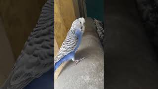 Parakeet sounds parakeet parakeetsounds cutepet [upl. by Wojak]