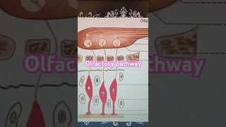 Olfactory Pathway Medical Physiology first year 👩‍⚕️🏥medicolectureolfactorypathwaytrendingshorts [upl. by Druce]