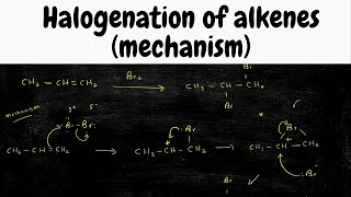 halogenation of Alkenes mechanism  addition of Br2 [upl. by Nork]