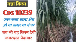 Cos 10239 Sugarcane variety  जलभराव वाला क्षेत्र हो या ऊसर या बंजर Top Yield 10239 गन्ना किस्म [upl. by Yoshi]