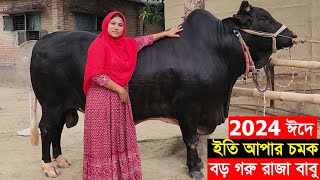 2024 নারী উদ্যোক্তা ইতি আপার সেরা চমক বড় গরু রাজা বাবু ওজন ও দাম সহ বিস্তারিত জানুন Raja babu goru [upl. by Phillip]