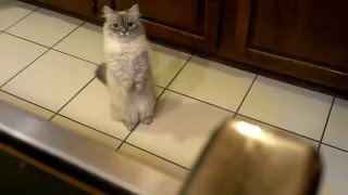 Pumkin Munchkin Cat Kitten Begging For Treats [upl. by Aiet280]