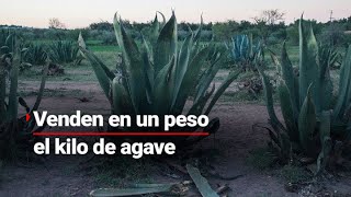 CRISIS EN JALISCO  Productores de agave enfrentan una terrible situación todo por los coyoteros [upl. by Sells]