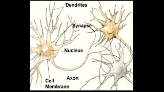 How do Neural Networks Function What are Dendrites Axon and Impulses [upl. by Artiek]