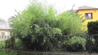 phyllostachys bissetii 13 [upl. by Anallij]