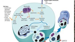 What is Apoptosis [upl. by Eelarbed]