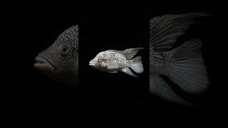 The Black Nasty Cichlid Nandopsis Haitiensis [upl. by Yrdua]