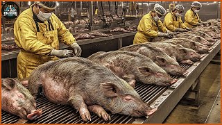 How Do American Farmers Make Billions Of Dollars From Wild Boars  Farming Documentary [upl. by Saito806]