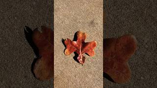 Oak Leaf [upl. by Anhcar]