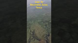 Tenca Lago de Neuchatel Suiza [upl. by Sheeree]