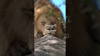 Serengeti Tanzania africa safari tanzania lion [upl. by Letsou988]