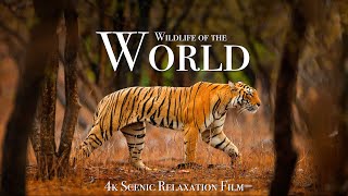 Wildlife of the World 4K  Scenic Animal Film With Inspiring Music [upl. by Yreme821]