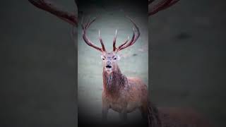 Red deer A Biggest deer [upl. by Kolb]