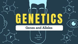 Genes vs Alleles Explained  Understanding Inheritance Genotypes and Phenotypes  Biospeaks [upl. by Akeihsat485]