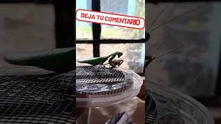 Nuestro macho de Hirodula Majuscula macho viralvideo artropodos mantis insectos [upl. by Grizelda965]