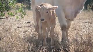 Feeding Cattle in the Drought  Australian Outback  Organic Cattle  Baby Calves [upl. by Clea]