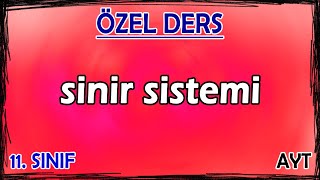 1 Sinir Sistemi  Özel Ders 11 Sınıf [upl. by Kunkle]