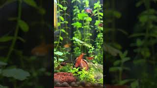 樱花虾 水族清理 观赏虾缸 CherryShrimp AquariumCleaning ShrimpTank [upl. by Damaris]