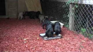 Presa Canario  Bearclaw Kennels  Presa Canario puppies 2 [upl. by Nole]