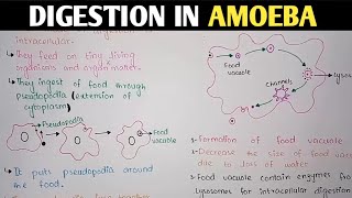 Digestion In Amoeba  Pseudopodia  Class 11 Biology [upl. by Reinold]